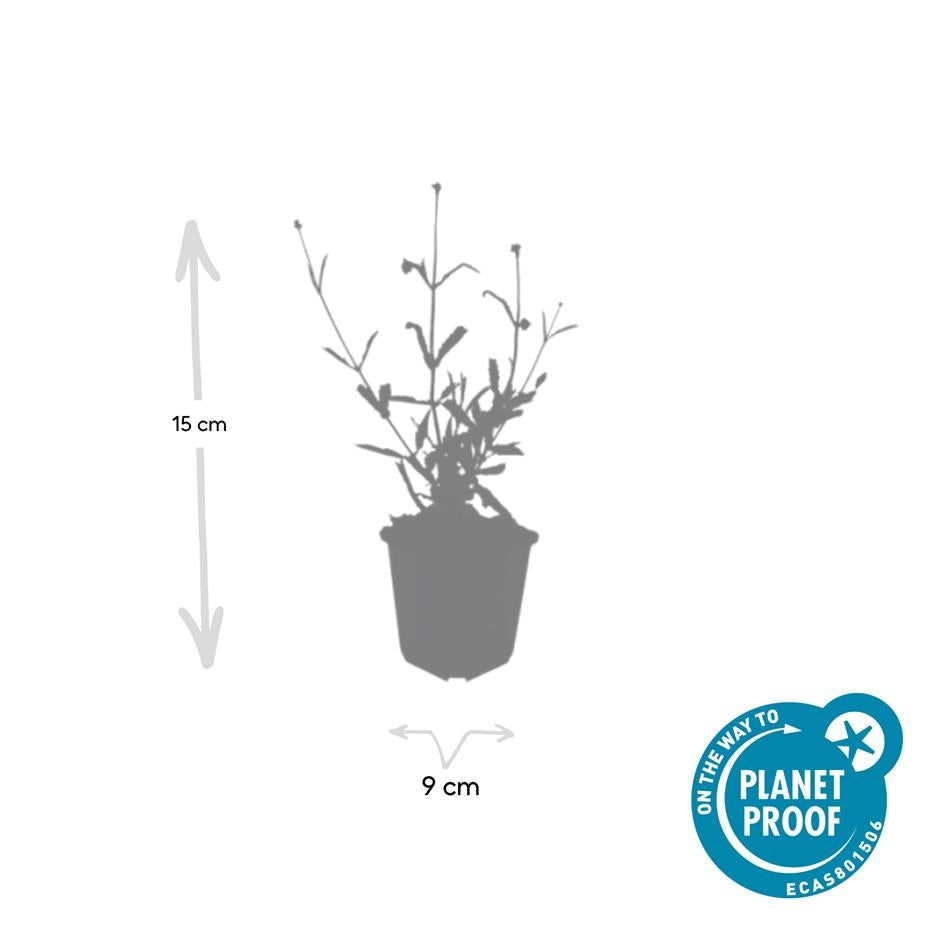 Hohes Eisenkraut Verbena bonariensis 'Lollipop' – ↕10-25cm – Ø9cm – Lilafarbene Blüten – Langblühend – Pflegeleicht – Plant