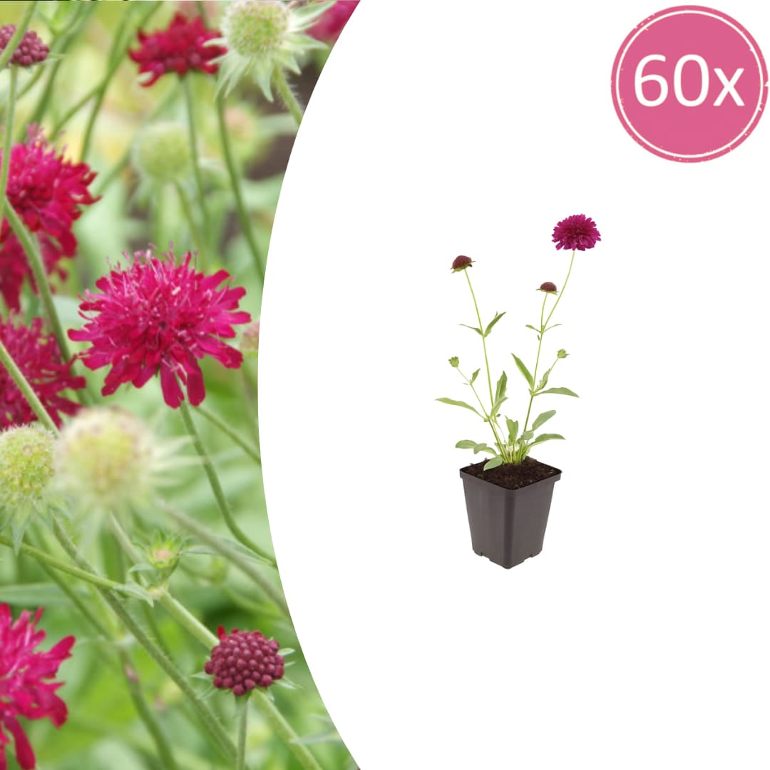 Knautia macedonica – Ø9cm – Höhe 10-25cm – Winterharte Staude – Tiefrote Blütendolden – Bienen