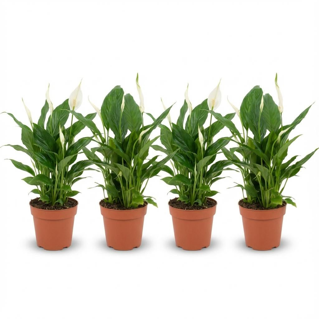 Spathiphyllum Einblatt – Ø12cm – Höhe 35-40cm – Luftreinigende Zimmerpflanze – Weiße Blüten – Ideal für Wohnraum & Büro