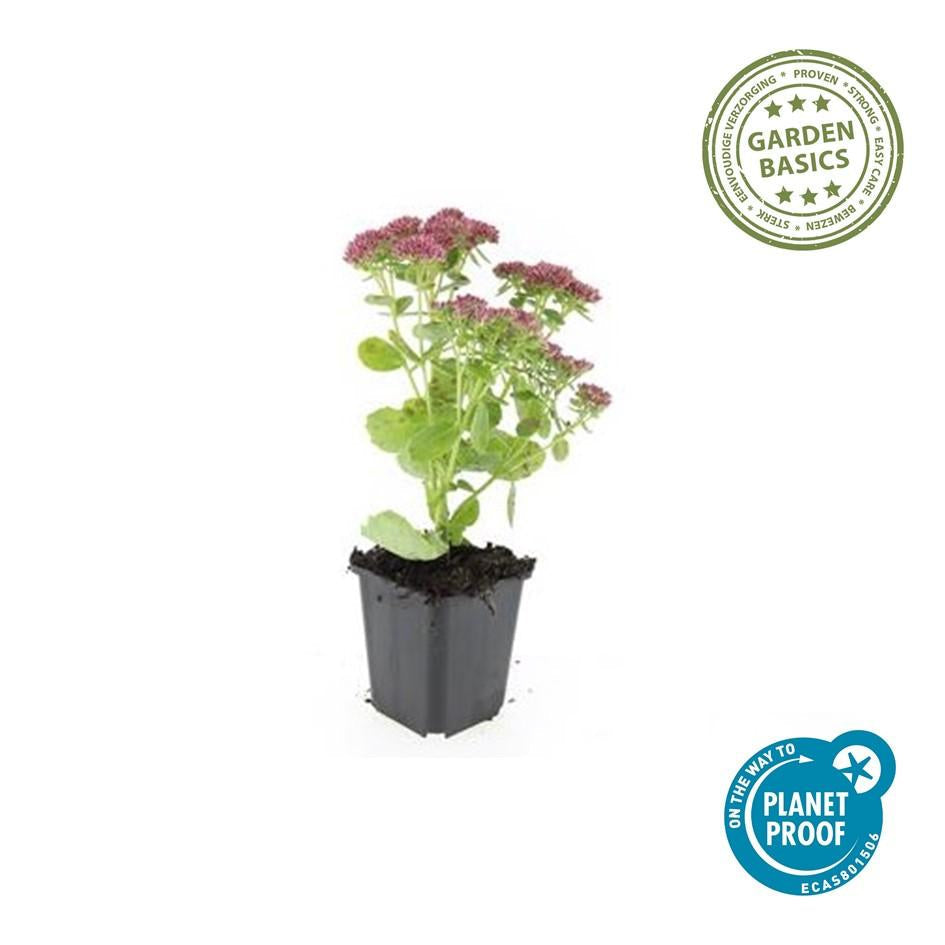 Hohes-Fettblatt Sedum 'Herbstfreude' – ↕10-25cm – Ø9cm – Winterhart – Trockenheitstolerant – Bienenfreundlich – Spätsommerblüte – Plant