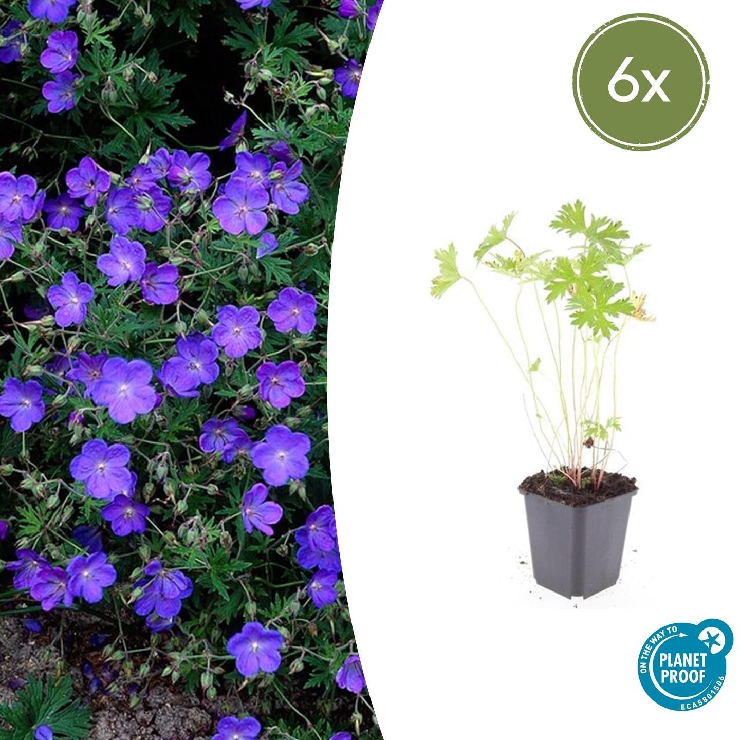 Storchschnabel Geranium 'Johnson's Blue' – ↕10-25cm – Ø9cm – Winterharte Staude & Bodendecker – Leuchtend blaue Blüten – Plant