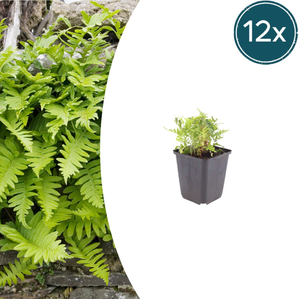 Polypodium vulgare Farn – Ø9cm – Höhe 10-25cm – Immergrüner Gartenfarn für Schattenbeet, Unterpflanzung & Naturgarten