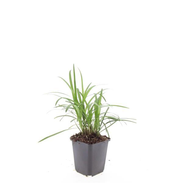Glöckchentraube Liriope muscari 'Monroe White' – ↕10-25cm – Ø9cm – Immergrün & winterhart – Bodendecker & Beetpflanze – Plant