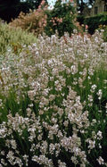Lavendel Lavandula int. 'Edelweiss' – ↕10-25cm – Ø9cm – Weiße Blüten, Bienen – & Schmetterlingsfreundlich, Winterhart – Plant