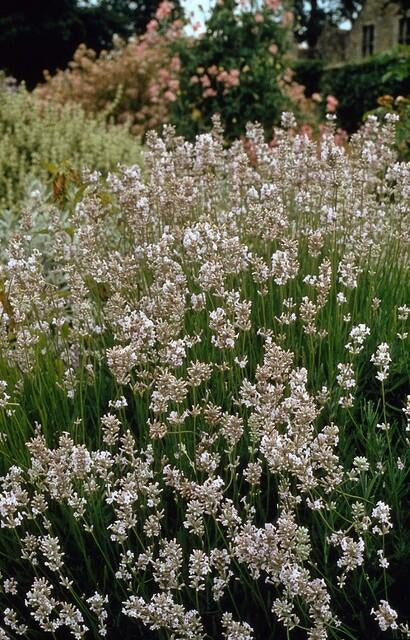 Lavendel Lavandula int. 'Edelweiss' – ↕10-25cm – Ø9cm – Weiße Blüten, Bienen – & Schmetterlingsfreundlich, Winterhart – Plant