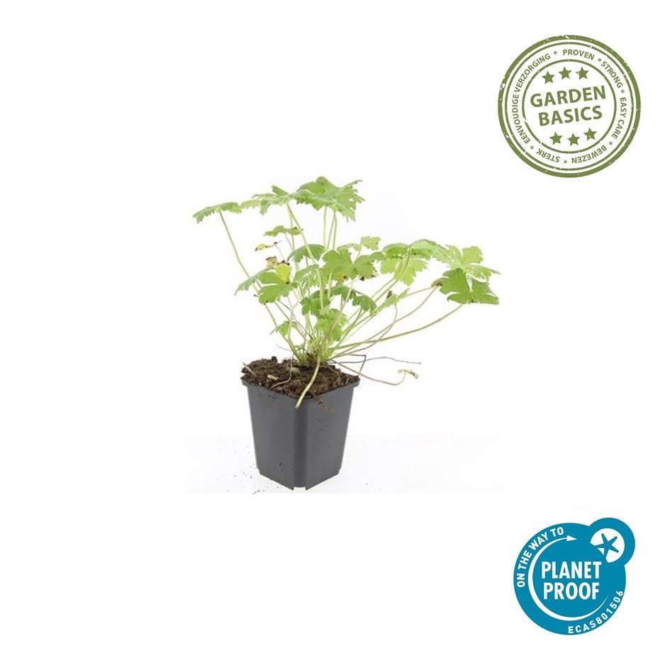 Storchschnabel Geranium macrorrhizum 'Czakor' – ↕10-25cm – Ø9cm – Tiefrosa Blüten – Aromatisches Laub – Robuster Bodendecker – Plant