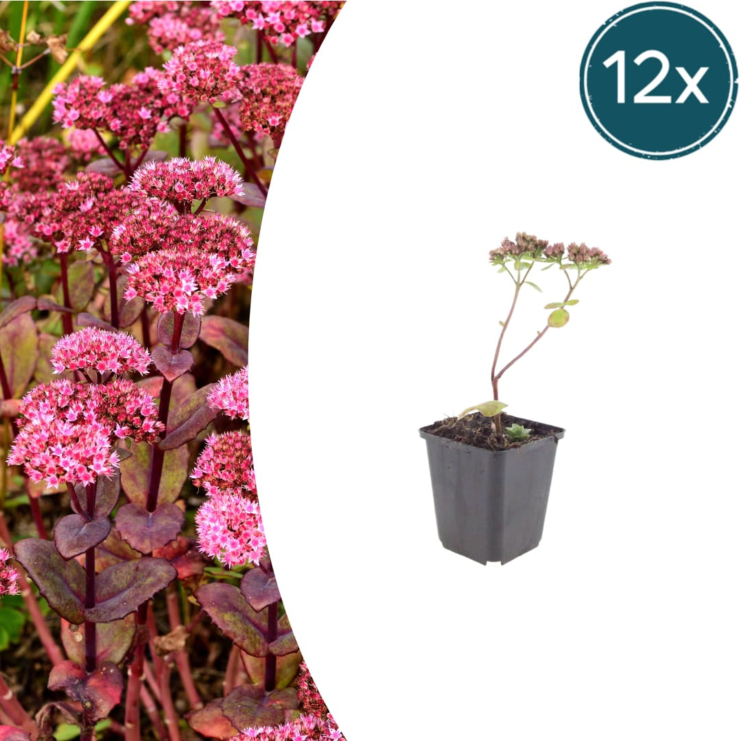 Sedum Matrona – Ø9cm – Höhe 10-25cm – Winterharte Fetthenne – Dunkelrosa Blüten