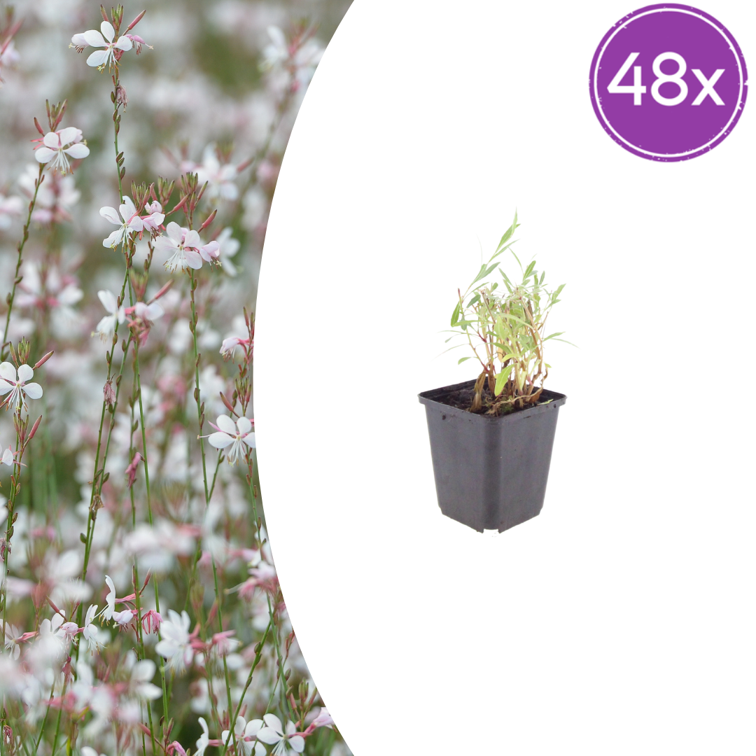 Gaura lindheimeri Prachtkerze – Ø9cm – Höhe 10-25cm – Weiße Rosa Blüten – Sommerblühende Staude – Für Beet, Präriegarten & Kübel