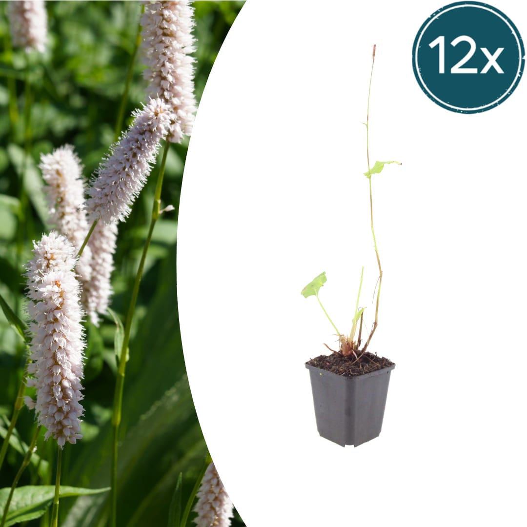 Persicaria bistorta Superba – Ø9cm – Höhe10-25cm – Rosa Blütenstaude für feuchte Beete & Teichrand – Bienenfreundlich winterhart