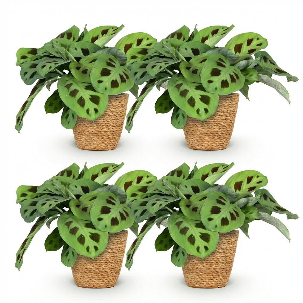 Maranta Fascinator Kerchoveana Zebrapflanze – Zimmerpflanze im Korb Ø12cm Höhe25cm – Haustierfreundliche Grünpflanze – Pflegeleicht