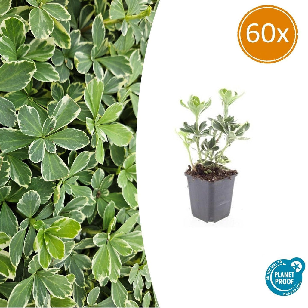 Schattengrün Pachysandra terminalis 'Variegata' – ↕10-25cm – Ø9cm – Cremeweiße Blätter – Plant
