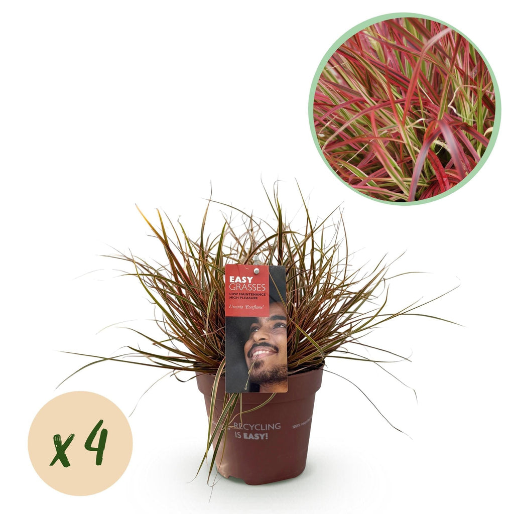 Mahagonigras – Uncinia rubra 'Everflame' – Rotes Ziergras – Immergrün – Pflegeleicht – Für Beete & Töpfe – Ø17cm – Höhe ca. 50cm – Plant