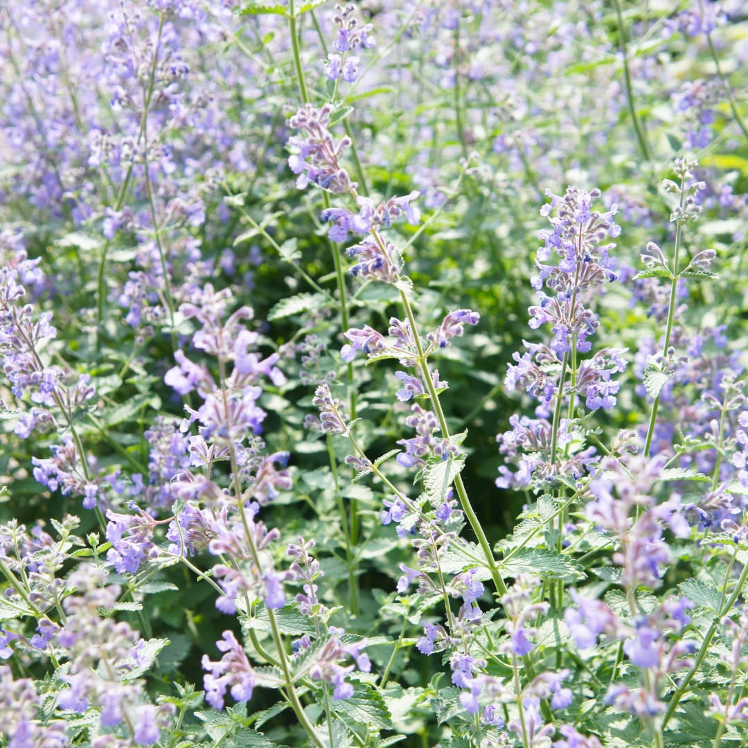 Nepeta faassenii Katzenminze – Ø9cm – Höhe 10-25cm – Lavendelblaue Blüten – Winterharte Staude – Für Beet, Rabatte & Bienenweide