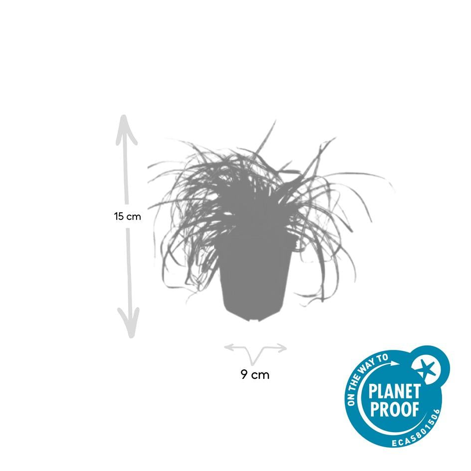 Gold Segge Carex oshimensis 'Evergold' – ↕10-25cm – Ø9cm – Immergrün – Pflegeleicht – Schattentauglich – Plant