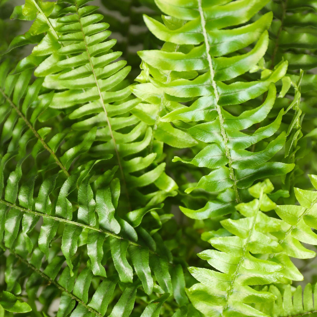 Nephrolepsis Exaltata Green Lady Farn – Zimmerpflanze im grauen Topf Ø12cm Höhe25cm – Haustierfreundliche Grünpflanze – Luftreinigend & Pflegeleicht