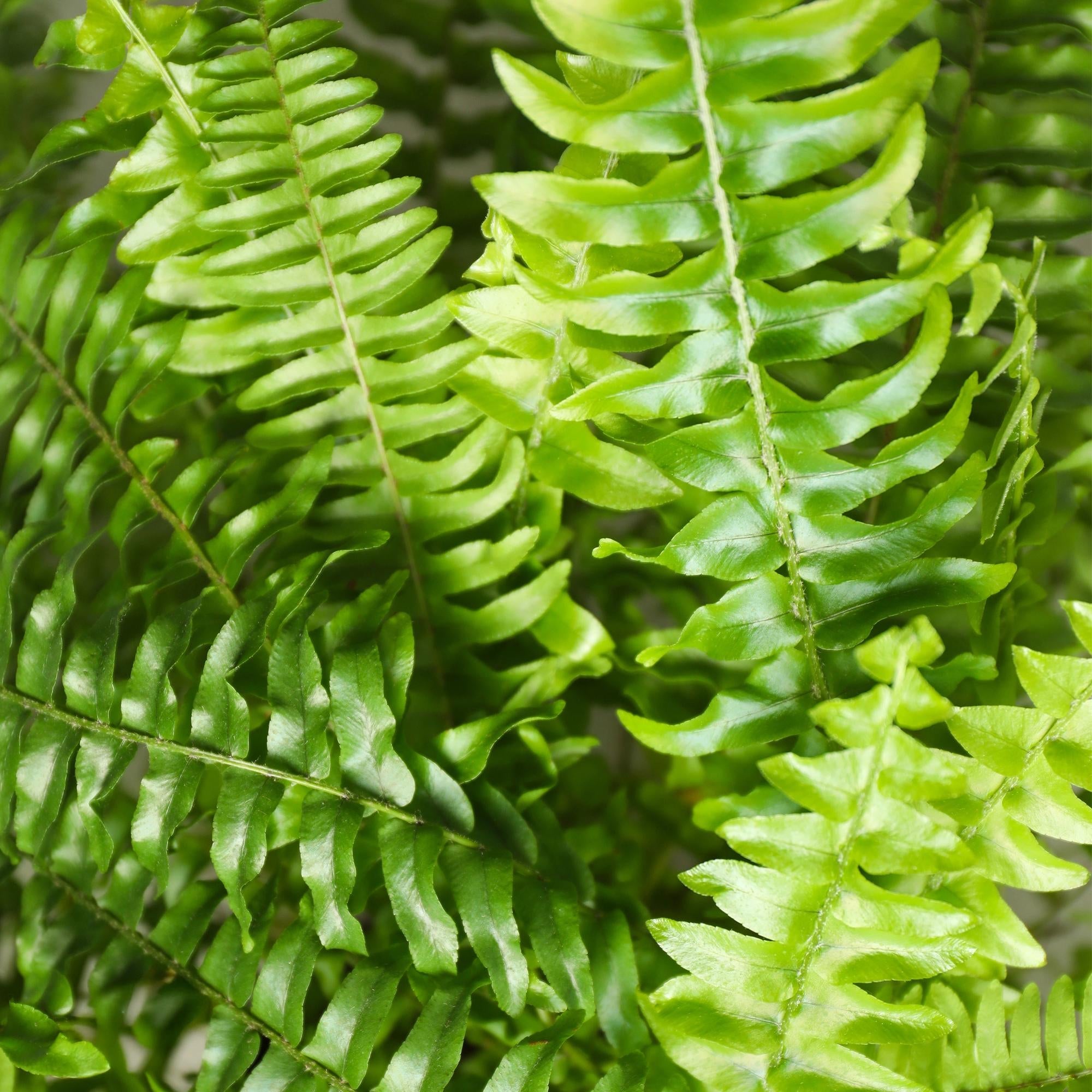 Nephrolepsis Exaltata Green Lady Farn – Zimmerpflanze im grauen Topf Ø12cm Höhe25cm – Haustierfreundliche Grünpflanze – Luftreinigend & Pflegeleicht