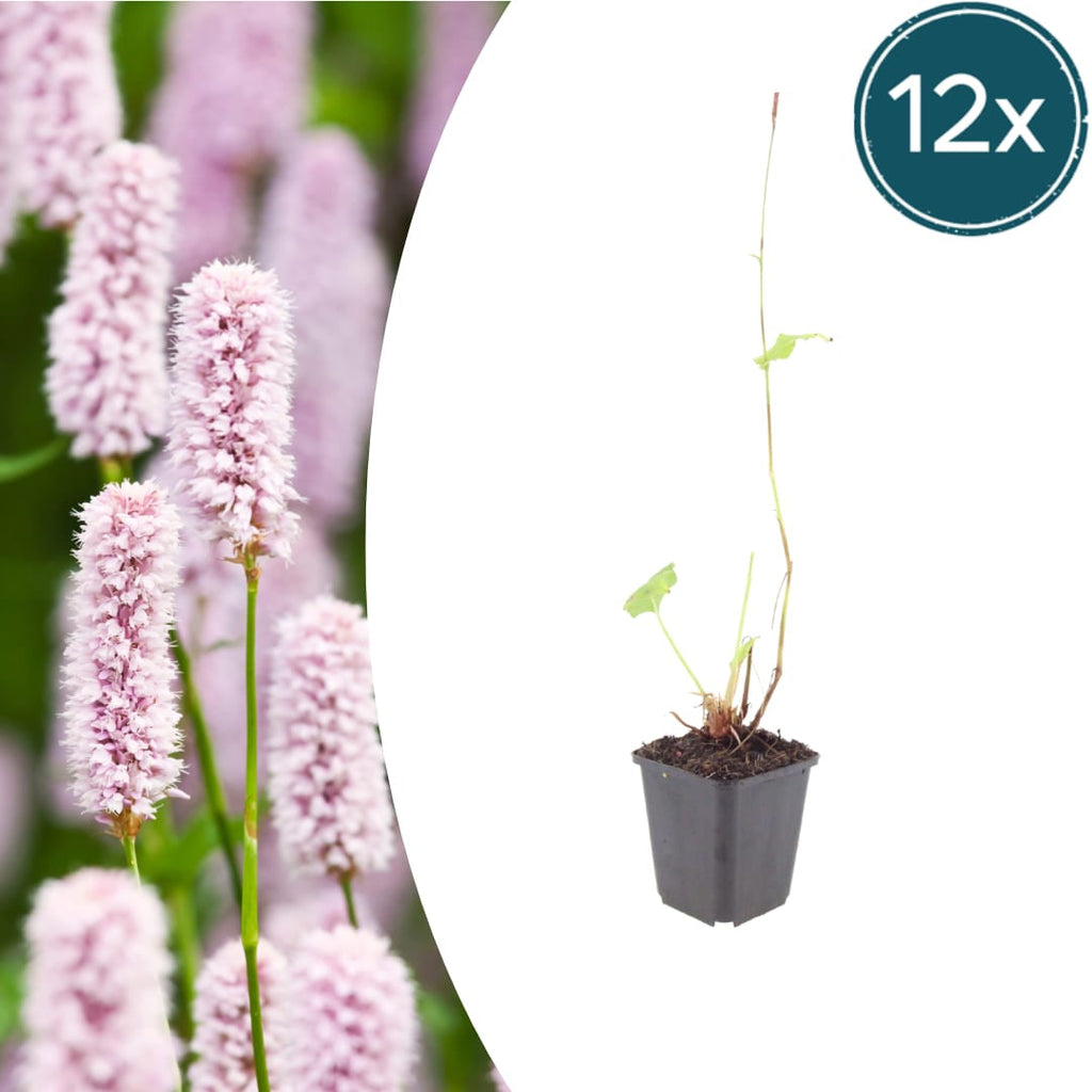 Persicaria bistorta – Ø9cm – Höhe 10-25cm – Rosa blühende Staude – Winterhart & Bienenfreundlich