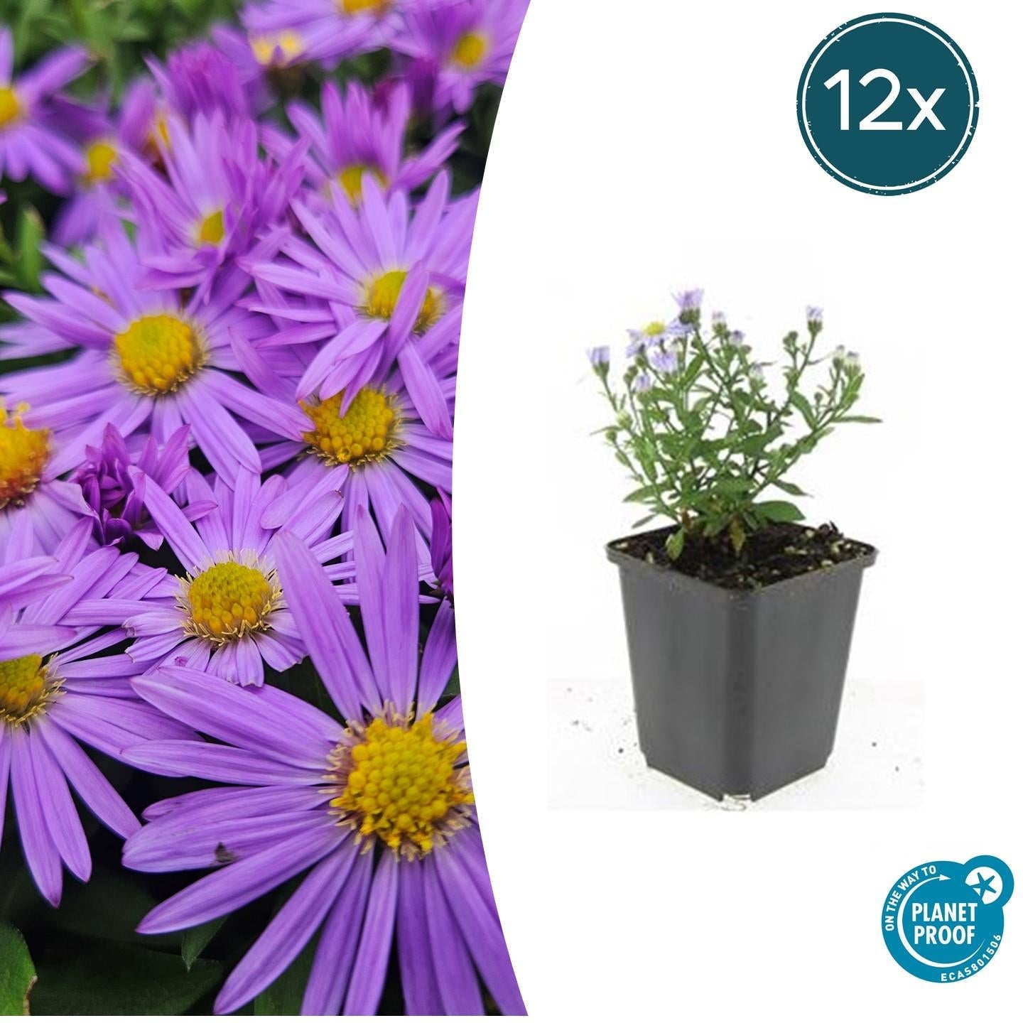 Kissen – Aster (D) 'Prof. Anton Kippenberg' – ↕10-25cm – Ø9cm – Lila Herbstblüte – Pflegeleicht – Beete & Töpfe – Plant