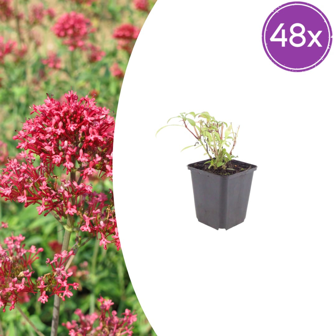 Centranthus ruber Coccineus – Rote Spornblume – 10-25cm – Ø9cm – Winterharte Staude für sonnige Standorte