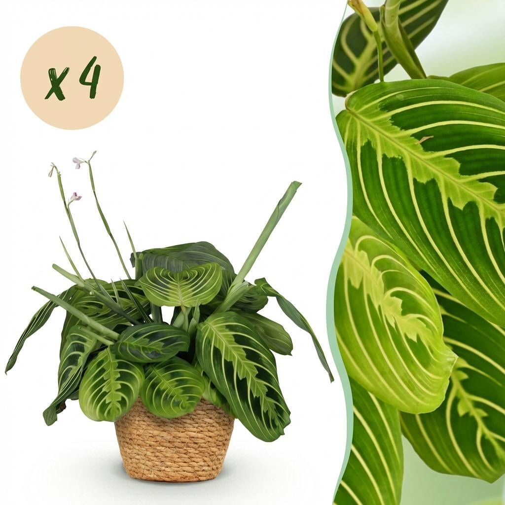Maranta Fascinator Lemon Lime Zimmerpflanzen inkl. Naturkorb