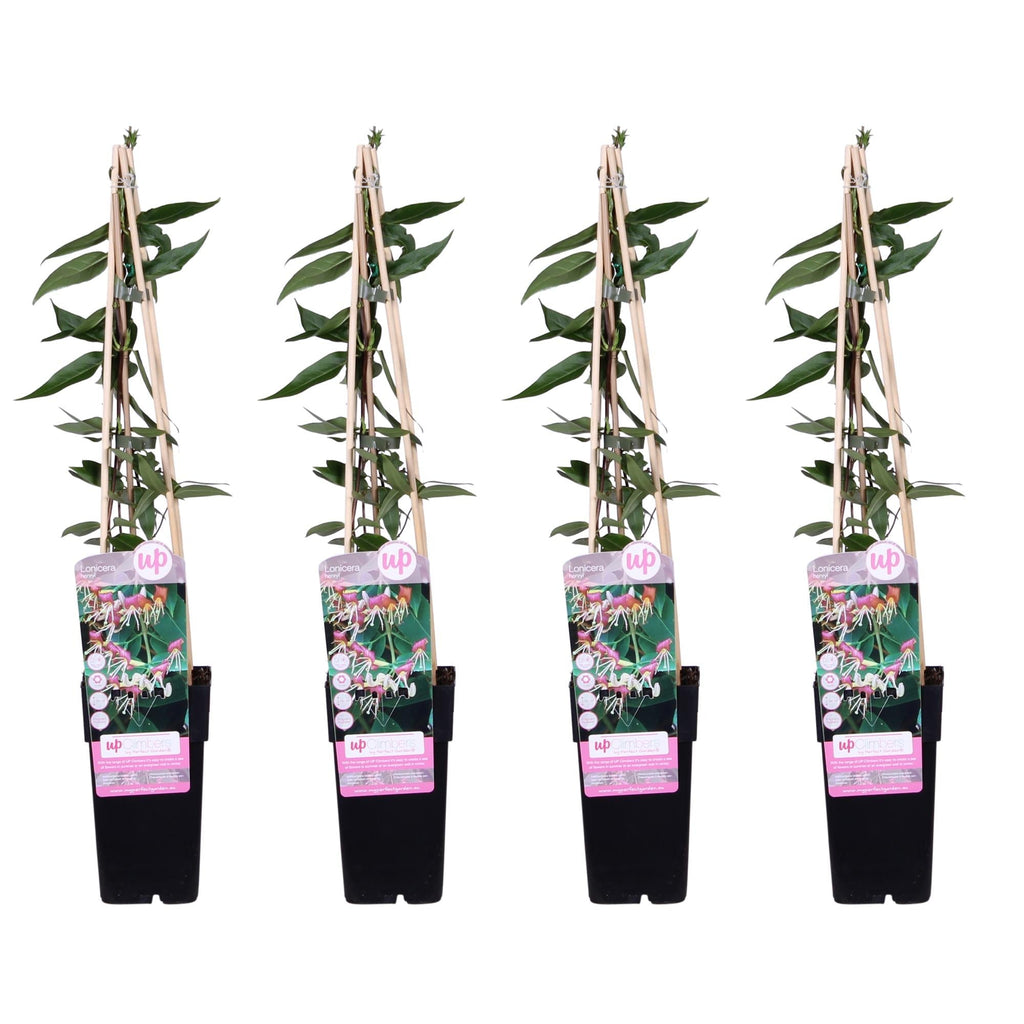 Geißblatt Lonicera henryi 'Copper Beauty' – Kletterpflanze – Ø15cm – ↕65cm – Immergrün, duftend, pflegeleicht – Plant