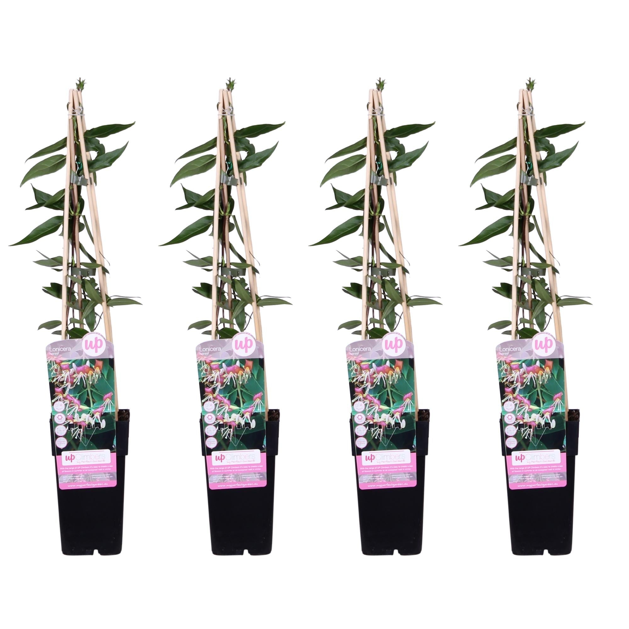 Geißblatt Lonicera henryi 'Copper Beauty' – Kletterpflanze – Ø15cm – ↕65cm – Immergrün, duftend, pflegeleicht – Plant
