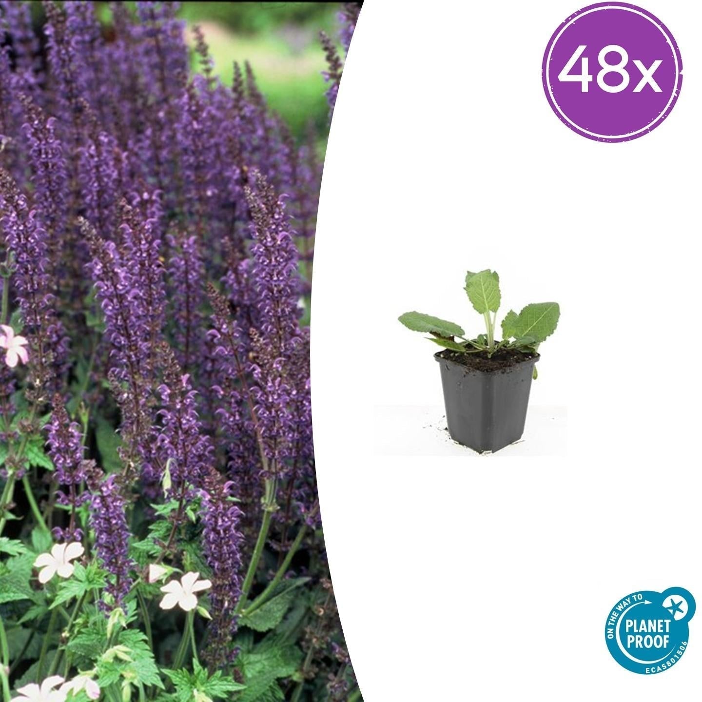 Blüten – Salbei Salvia nem. 'Mainacht' – ↕10-25cm – Ø9cm – Bienenfreundlich – Blau blühend – Sonniger Standort – Pflegeleicht – Plant