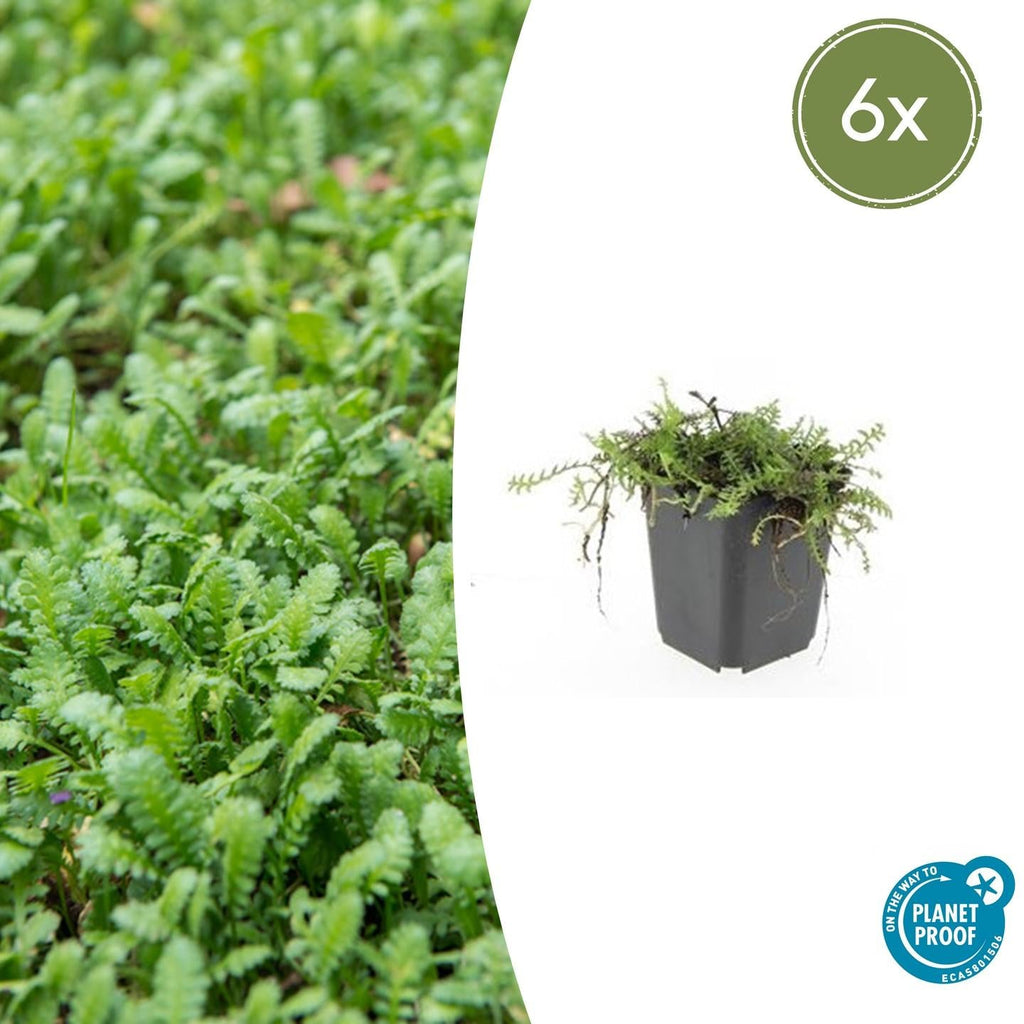 Fiederpolster Leptinella squalida – ↕10-25cm – Ø9cm –, Farnartige Blätter, Schattentauglich, Pflegeleicht – Plant