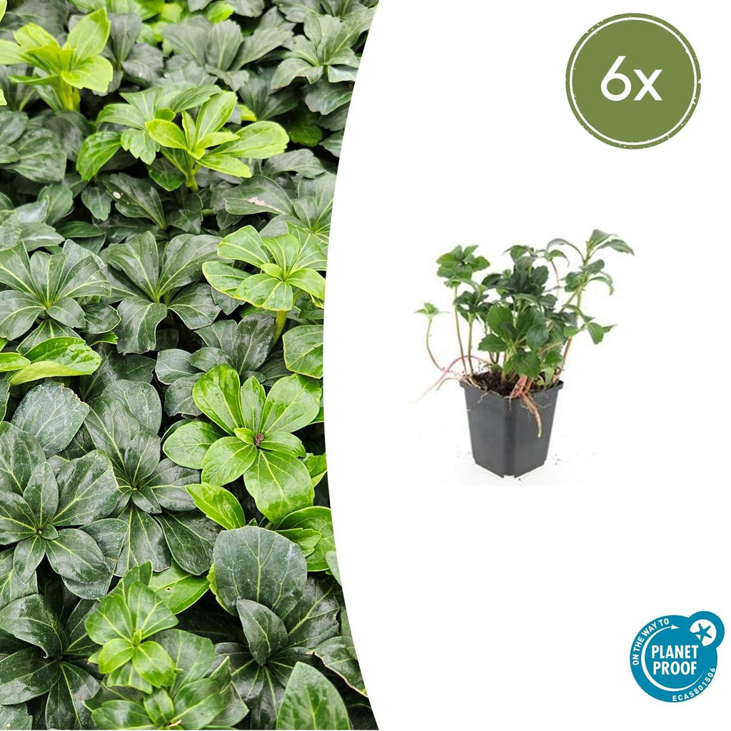 Schattengrün Pachysandra terminalis 'Green Sheen' – ↕10-25cm – Ø9cm – Pflegeleicht & Winterhart – Plant