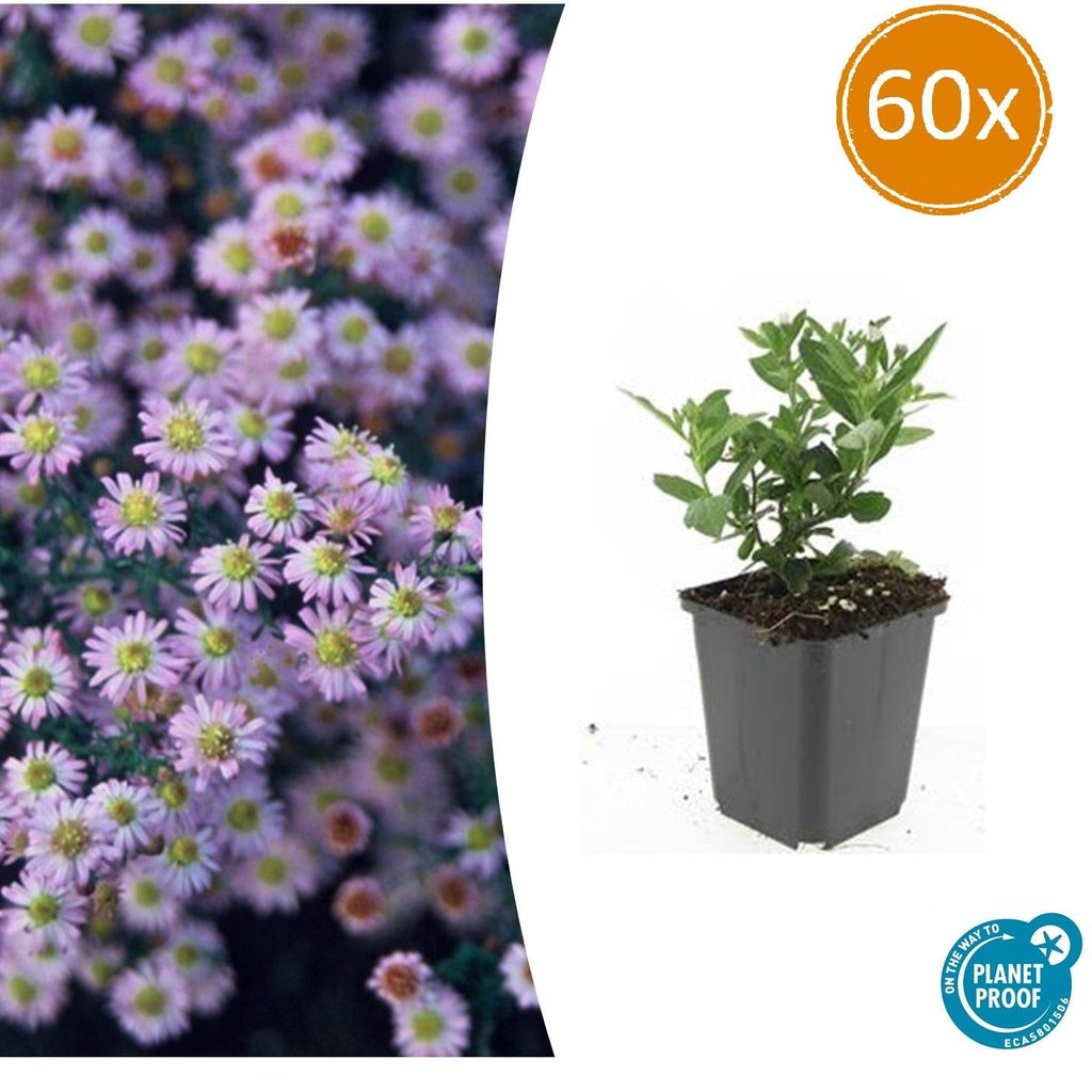 Wild – Aster ageratoides 'Stardust' – ↕10-25cm – Ø9cm – Weißer Herbstblüher – Bienenfreundlich – Pflegeleicht – Plant
