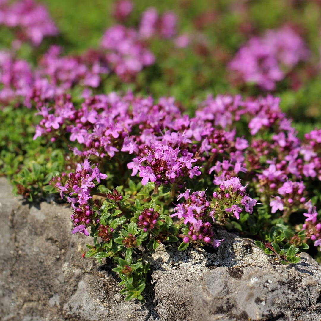 Thymian Thymus praecox Coccineus Bodendecker – Ø9cm – Höhe 10-25cm – Rosa Rot blühender Polsterthymian – Winterhart – Für Steingarten & Beet