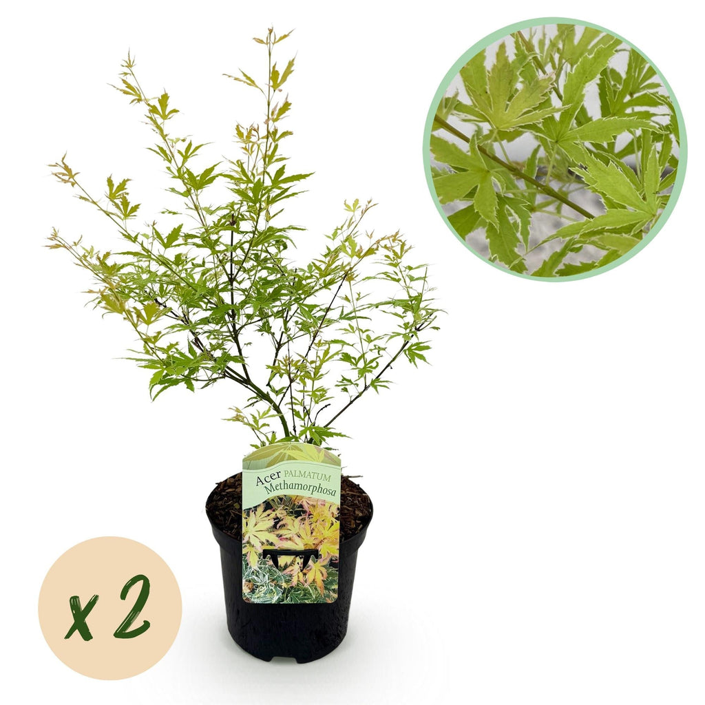 Japanischer Ahorn – Acer palmatum Metamorphosa – 70cm hoch – 19cm – Balkonpflanze & Zierbaum – Grünes Frühlingslaub, rote Herbstfärbung – Plant