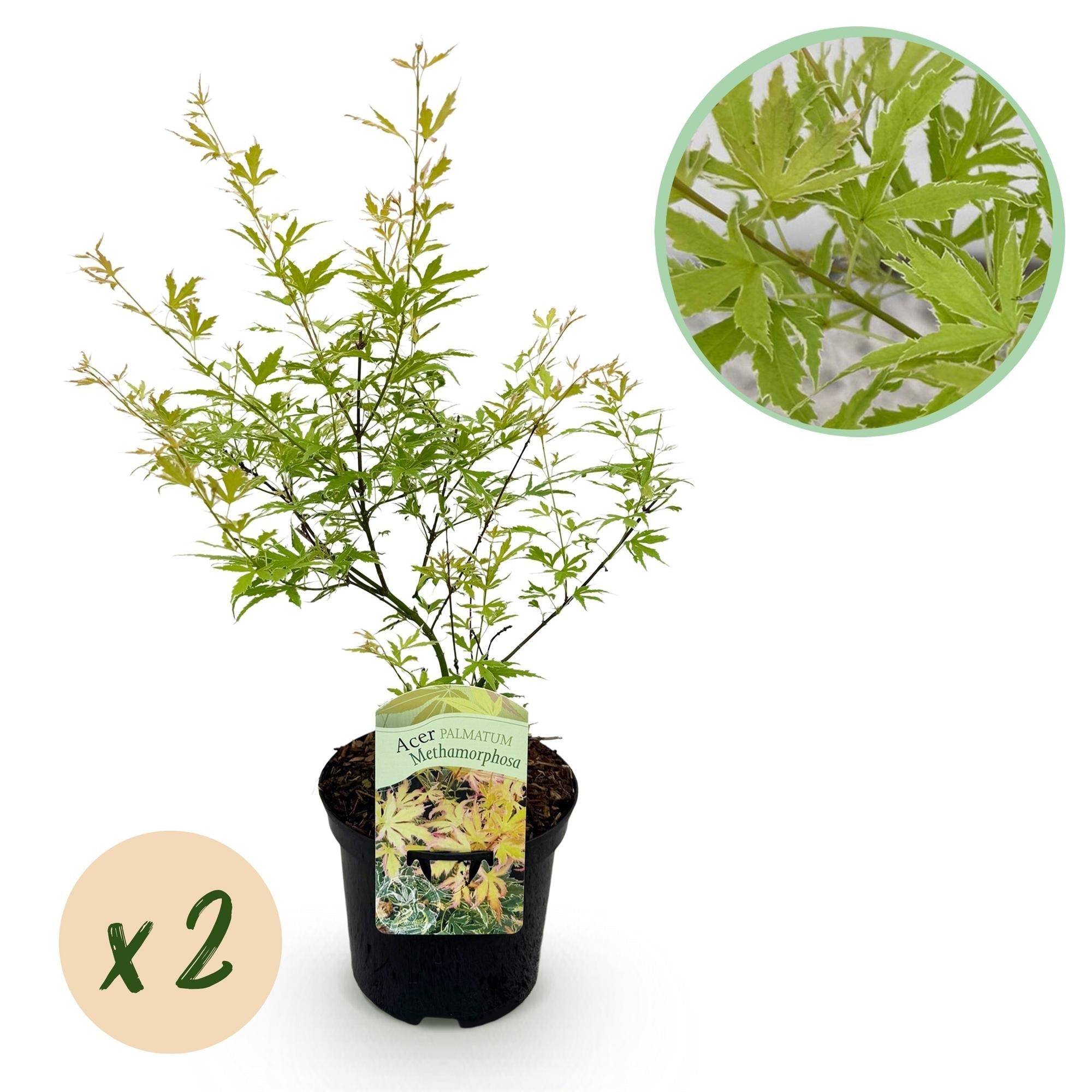 Japanischer Ahorn – Acer palmatum Metamorphosa – 70cm hoch – 19cm – Balkonpflanze & Zierbaum – Grünes Frühlingslaub, rote Herbstfärbung – Plant