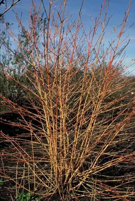 Roter Hartriegel – Cornus sanguinea 'Midwinter Fire' – ↑10-25cm – Ø9cm – Winterharter Zierstrauch, Leuchtende Zweige, Pflegeleicht – Plant