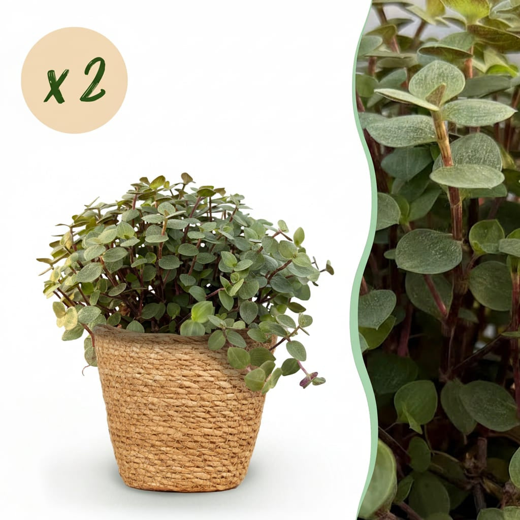 Calissia Repens Zimmerpflanze inkl. Naturkorb