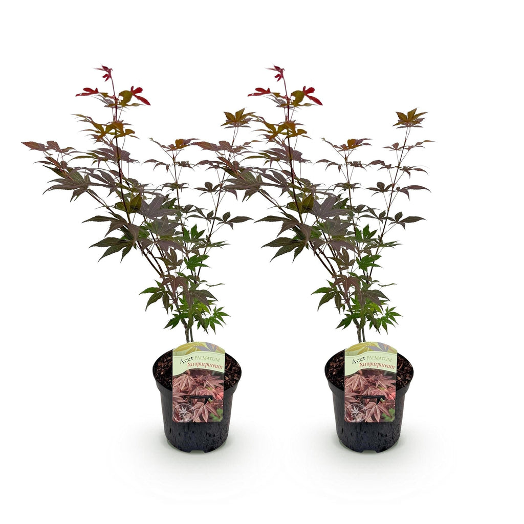 Japanischer Ahorn Acer palmatum Atropurpureum – Lila Balkonpflanze – Ø19cm – Höhe ca. 70cm – Kompakter Zierahorn mit tiefviolettem Laub – Plant