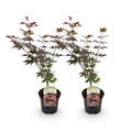 Japanischer Ahorn Acer palmatum Atropurpureum – Lila Balkonpflanze – Ø19cm – Höhe ca. 70cm – Kompakter Zierahorn mit tiefviolettem Laub – Plant
