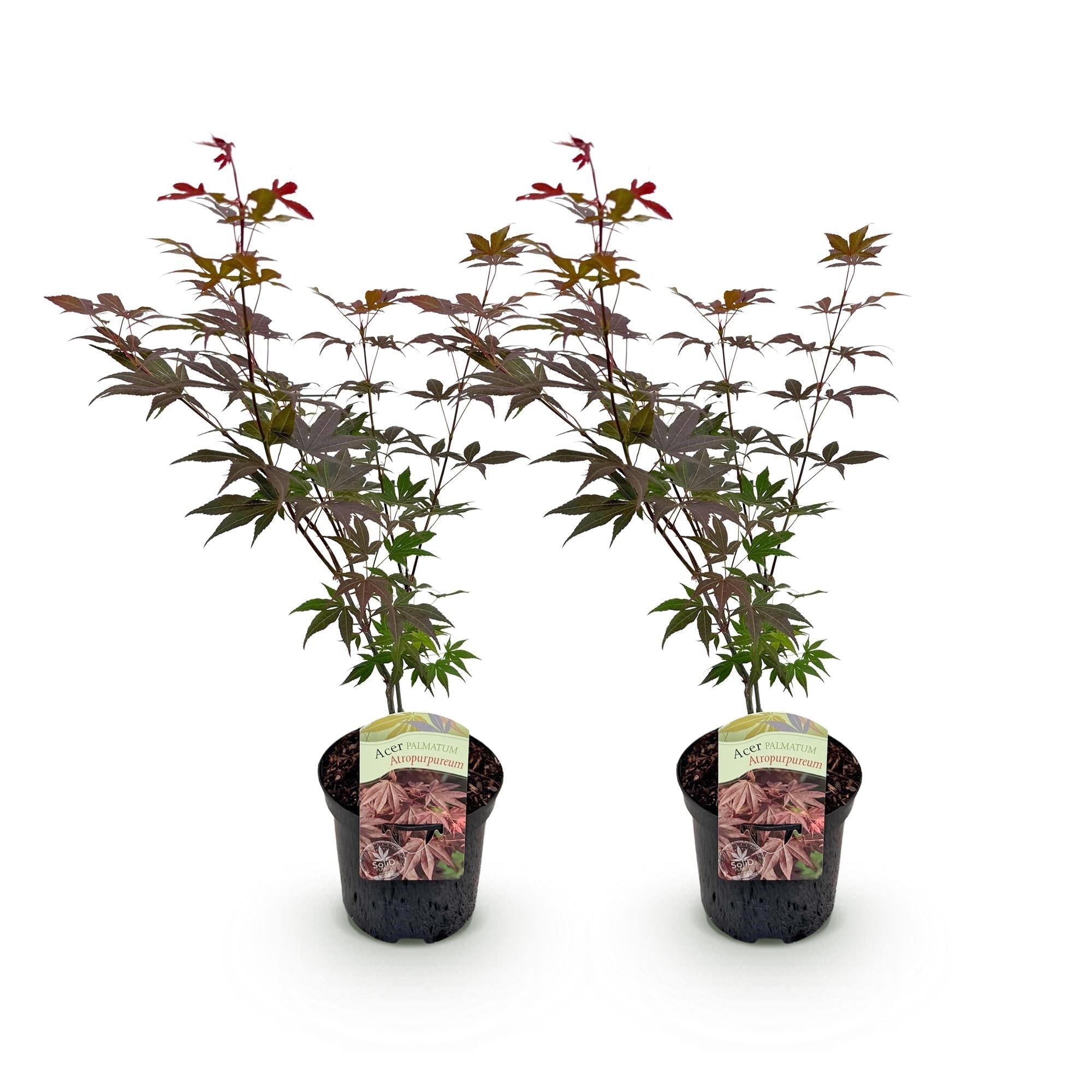 Japanischer Ahorn Acer palmatum Atropurpureum – Lila Balkonpflanze – Ø19cm – Höhe ca. 70cm – Kompakter Zierahorn mit tiefviolettem Laub – Plant