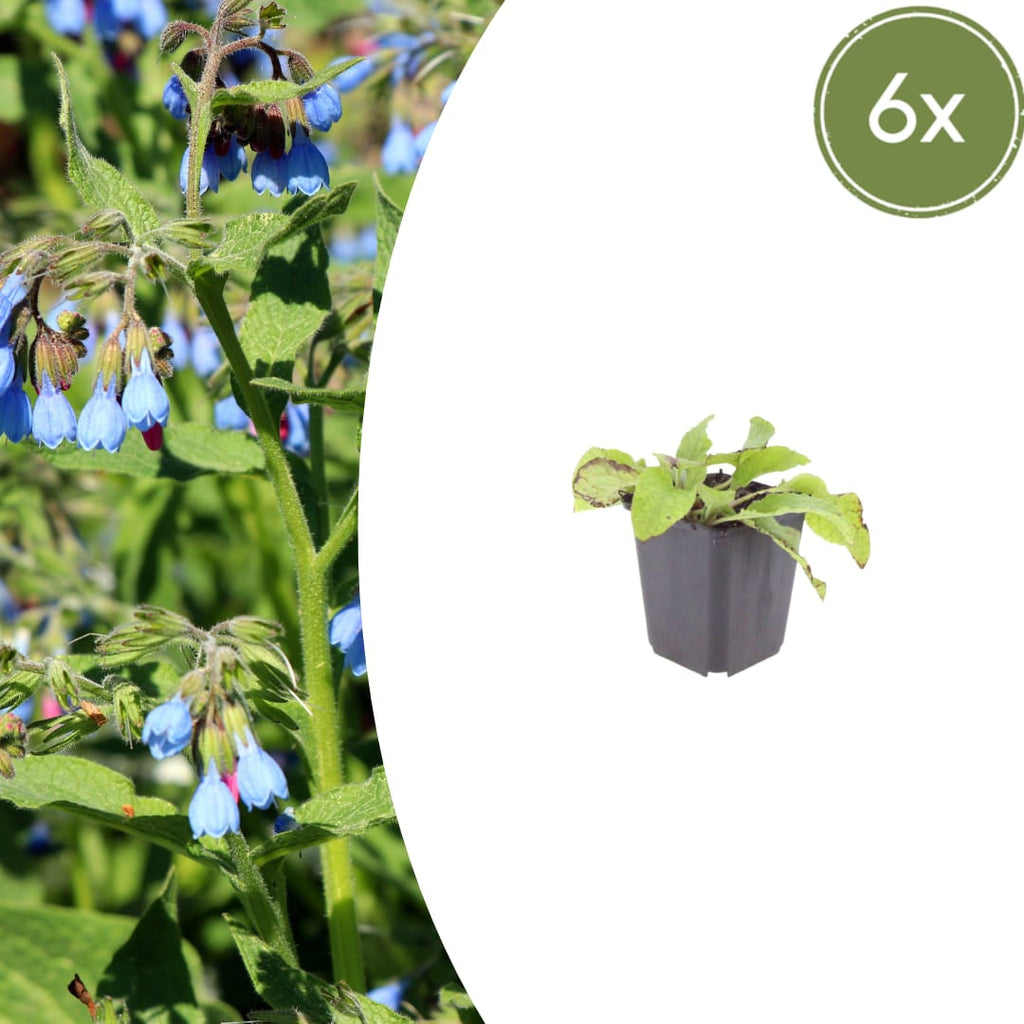 Symphytum grandiflorum Wisley Blue – Ø9cm – Höhe 10-25cm – Blauer Beinwell – Bodendecker für Schattenbeet – Winterharte Staude