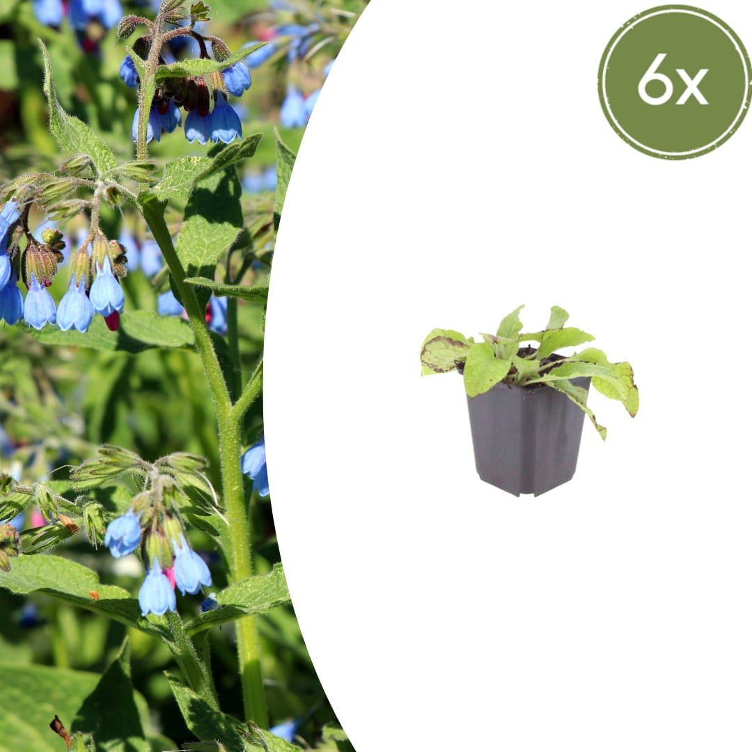 Symphytum grandiflorum Wisley Blue – Ø9cm – Höhe 10-25cm – Blauer Beinwell – Bodendecker für Schattenbeet – Winterharte Staude