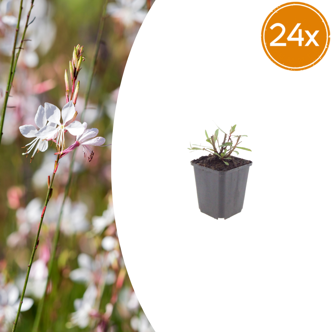 Gaura lindheimeri Whirling Butterflies – Ø9cm – Höhe 10-25cm – Prachtkerze – Reinweiße Blüten – Für Beet, Präriegarten & Kübel
