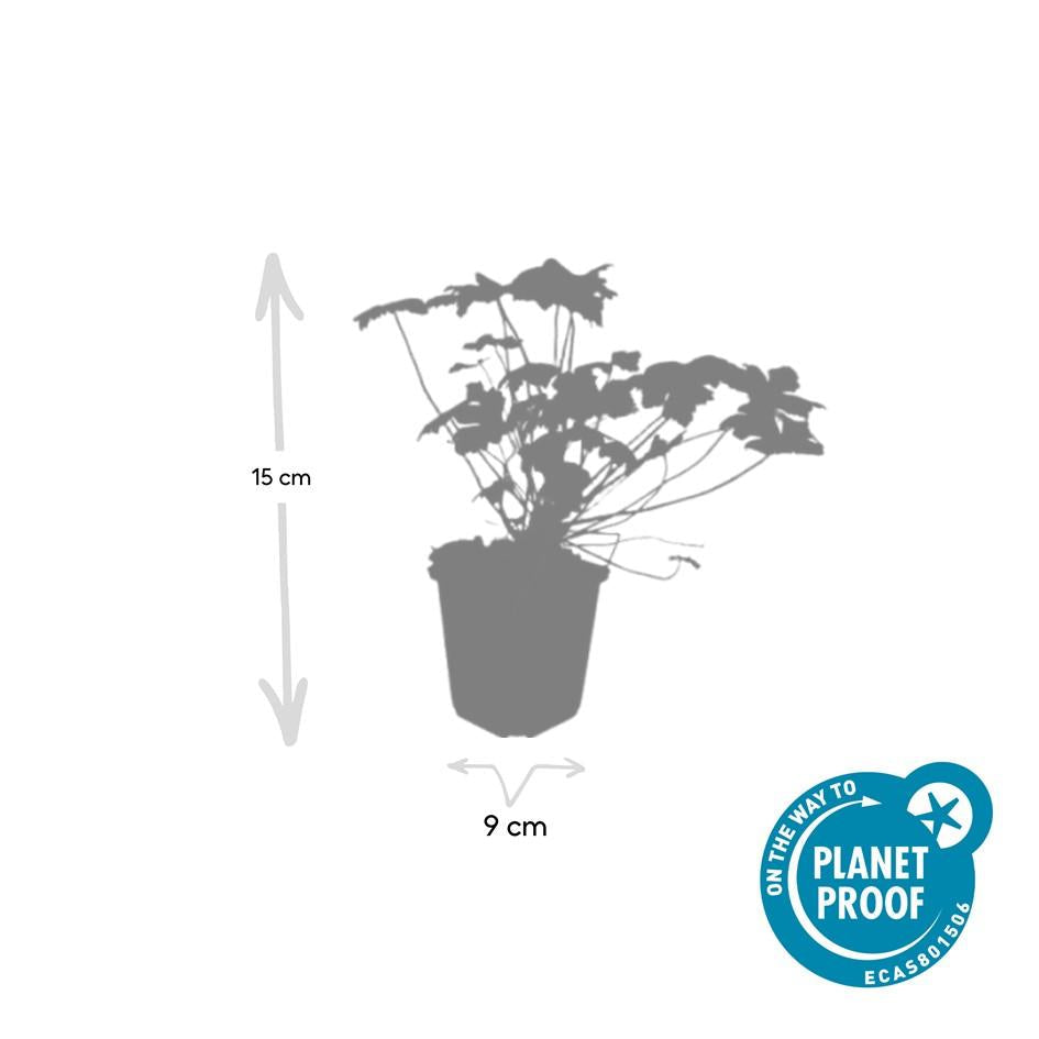 Storchschnabel Geranium macrorrhizum 'Czakor' – ↕10-25cm – Ø9cm – Tiefrosa Blüten – Aromatisches Laub – Robuster Bodendecker – Plant