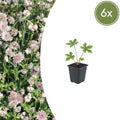 Sterndolde Astrantia major – 10-25cm – Ø9cm – Langblühende Staude für Sonne & Halbschatten – Garten
