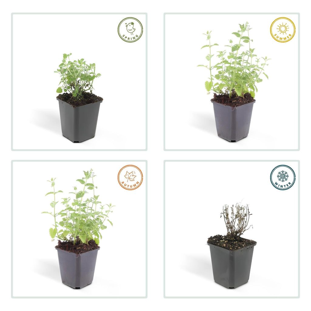 Katzenminze – Nepeta 'Six Hills Giant' – ↕10-25cm – Ø9cm – Lila – blühende Staude – Bienen & Schmetterlinge – Sonnig & Pflegeleicht – Plant