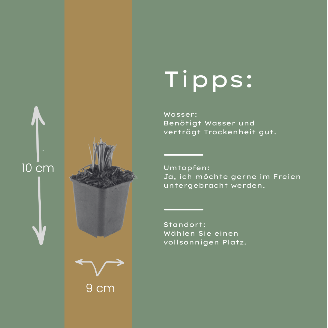 Liatris spicata – Ø9cm – Höhe 10-25cm – Winterharte Staude – Violettrosa Blütenähren – Bienen