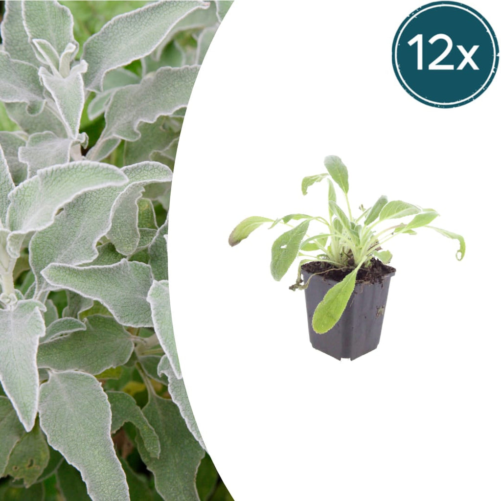 Stachys byzantina – Ø9cm – Höhe 10-25cm – Winterharte Staude – Silberlaub Bodendecker – Trockenheitsresistent für Beet & Steingarten