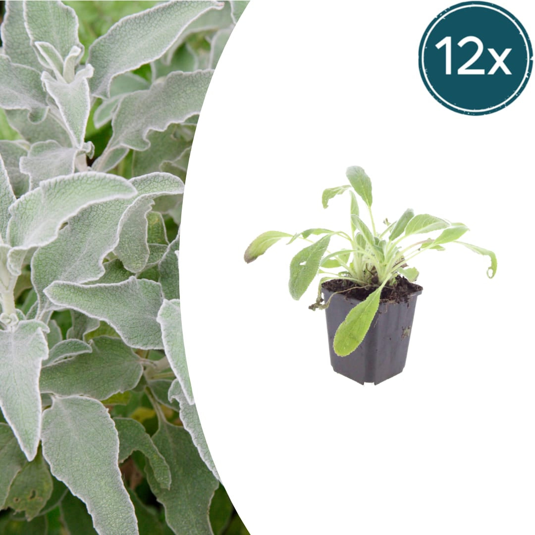 Stachys byzantina – Ø9cm – Höhe 10-25cm – Winterharte Staude – Silberlaub Bodendecker – Trockenheitsresistent für Beet & Steingarten