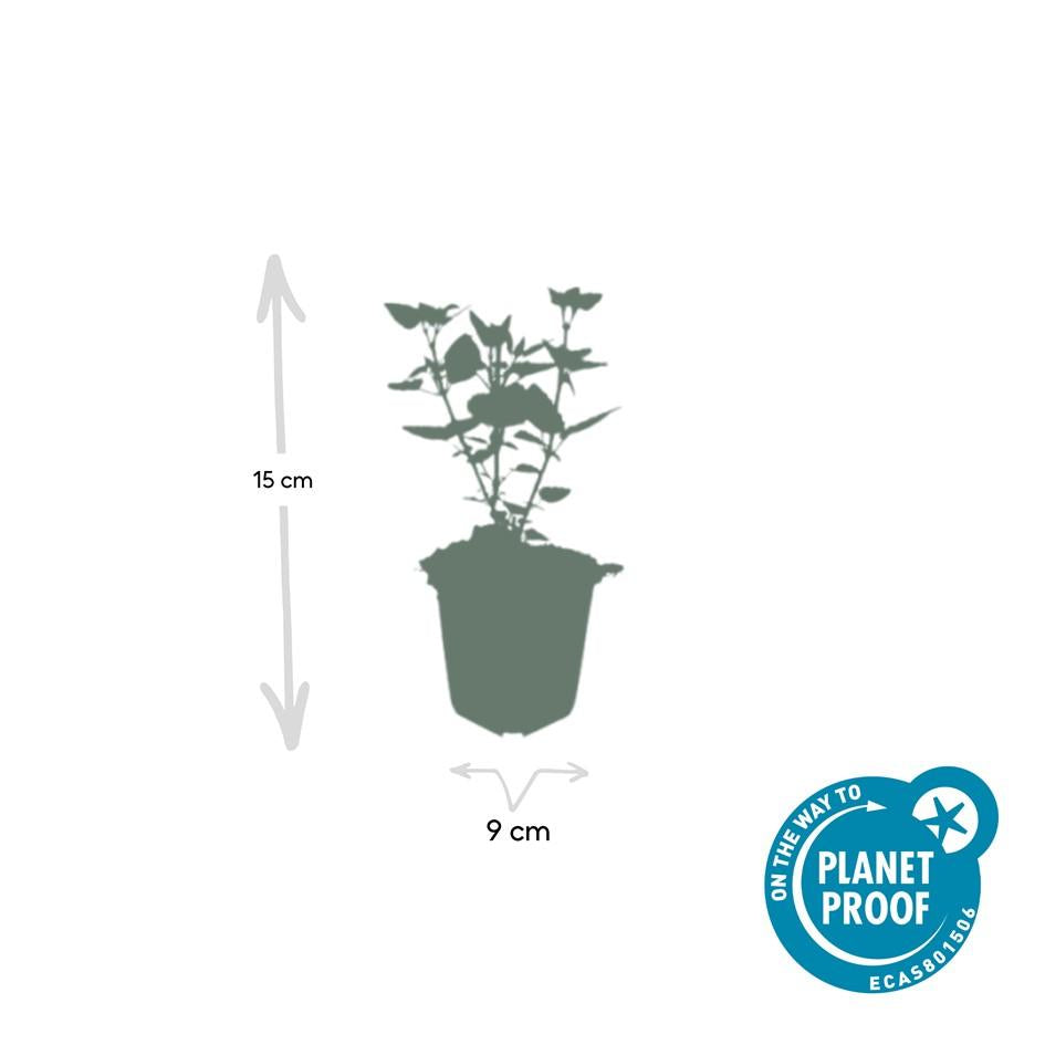 Asiatische Duftnessel – Agastache 'Blue Fortune' – ↕10-25cm – Ø9cm – Lavendelblaue Blüten – Schmetterlings – & bienenfreundlich – Plant