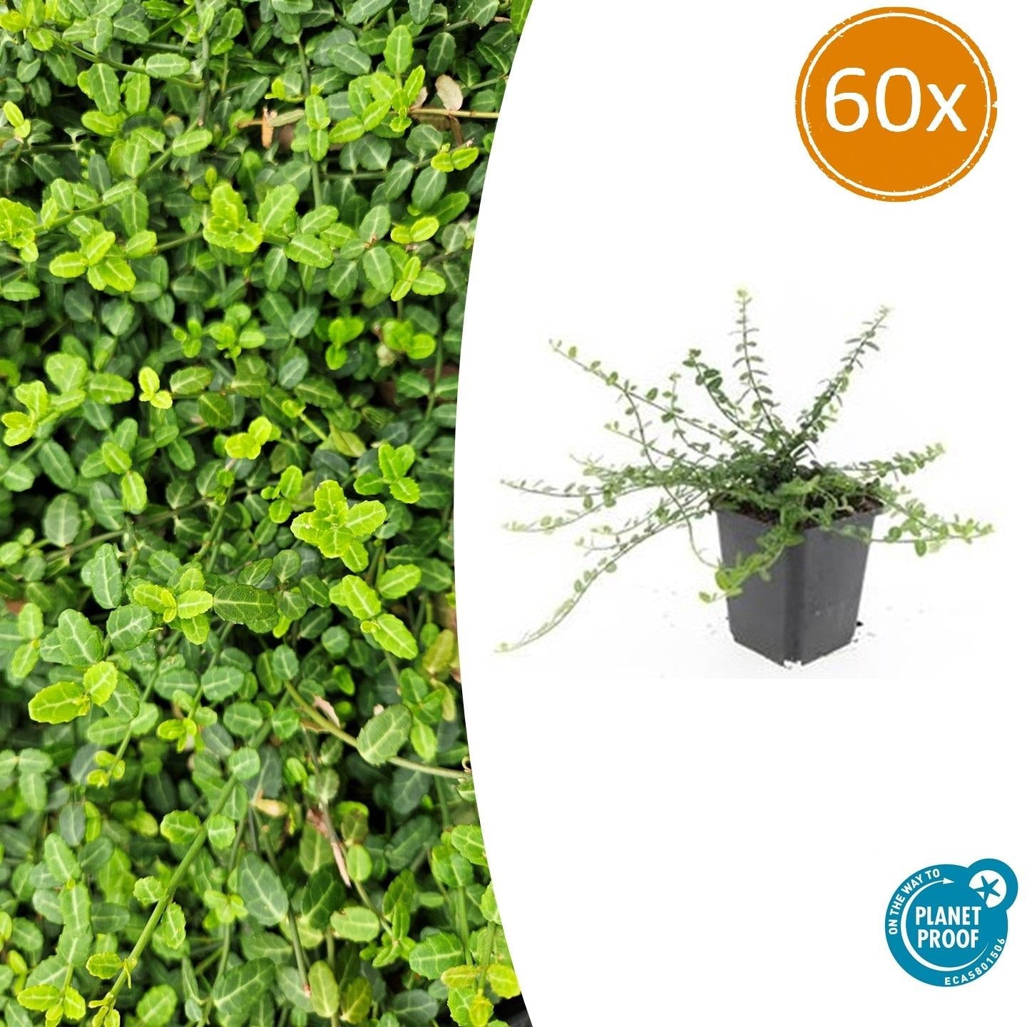 Kleinblättrige Teppichspindel – Euonymus fortunei 'Minimus' – ↕10-25cm – Ø9cm – Winterhart & Pflegeleicht – Herbstfärbung – Plant