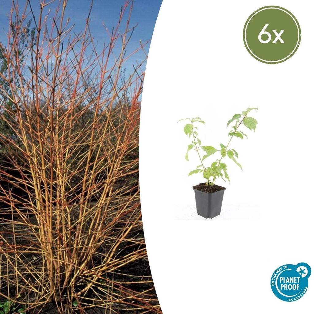 Roter Hartriegel Cornus sang. 'Anny's Winter Orange' – ↕10-25cm – Ø9cm – Winterharte Sträucher – Leuchtend orange Zweige – Plant